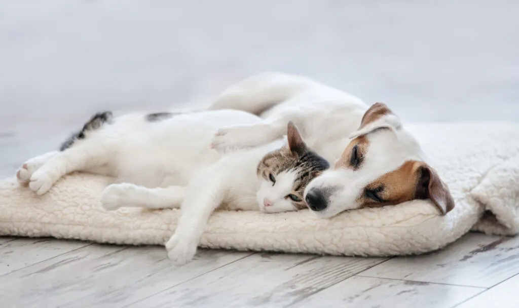 AdobeStock 188111975 - Broadway Veterinary Hospital