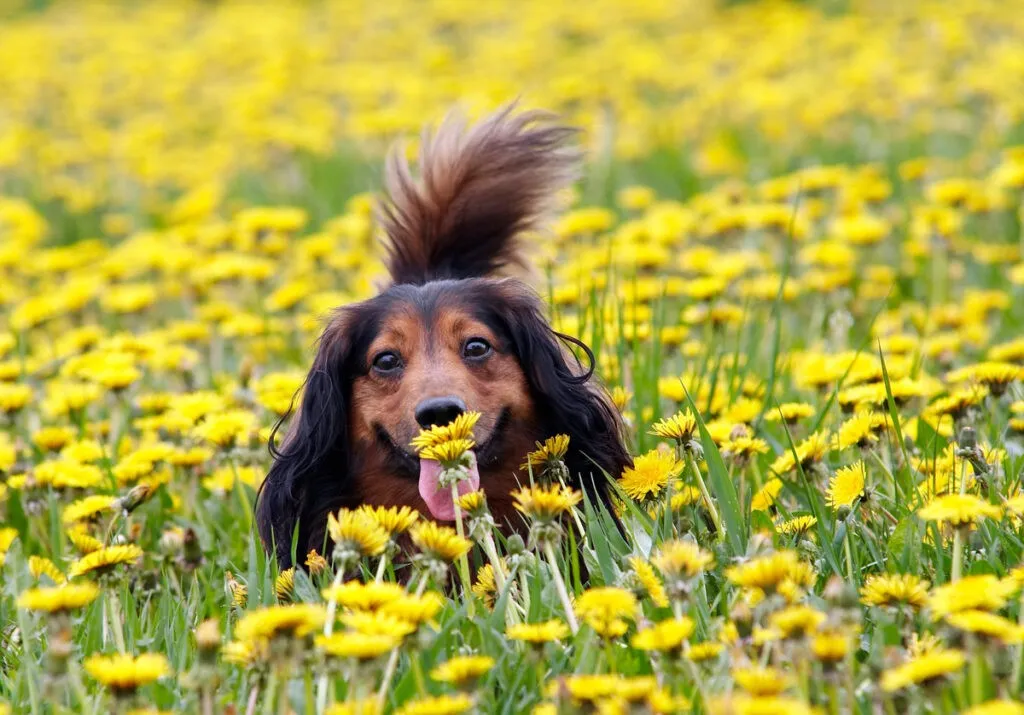 take a smell at dandelion