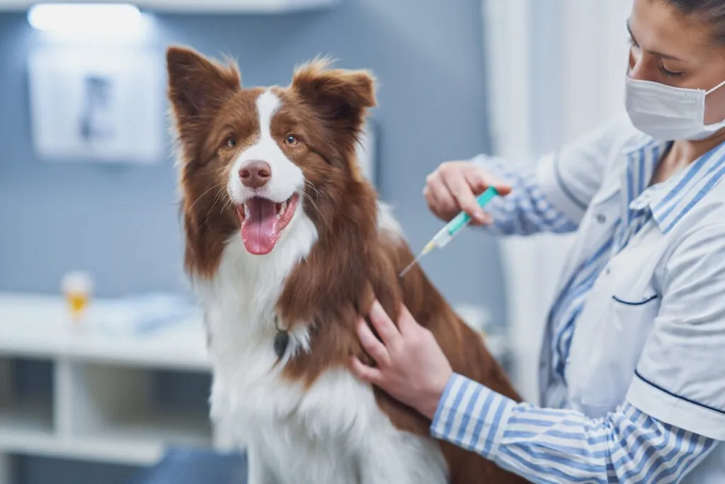 Brown Border Collie dog during visit in vet. High quality photo