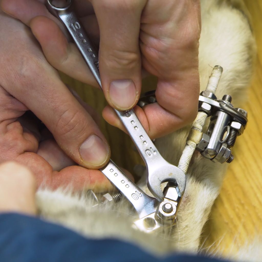 dog orthopedic adjustment