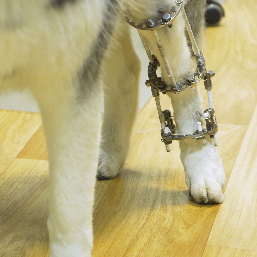 dog orthopedic