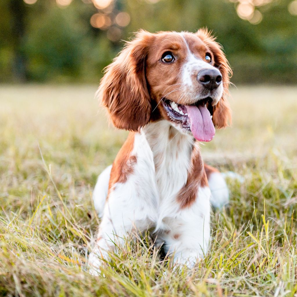 happy dog