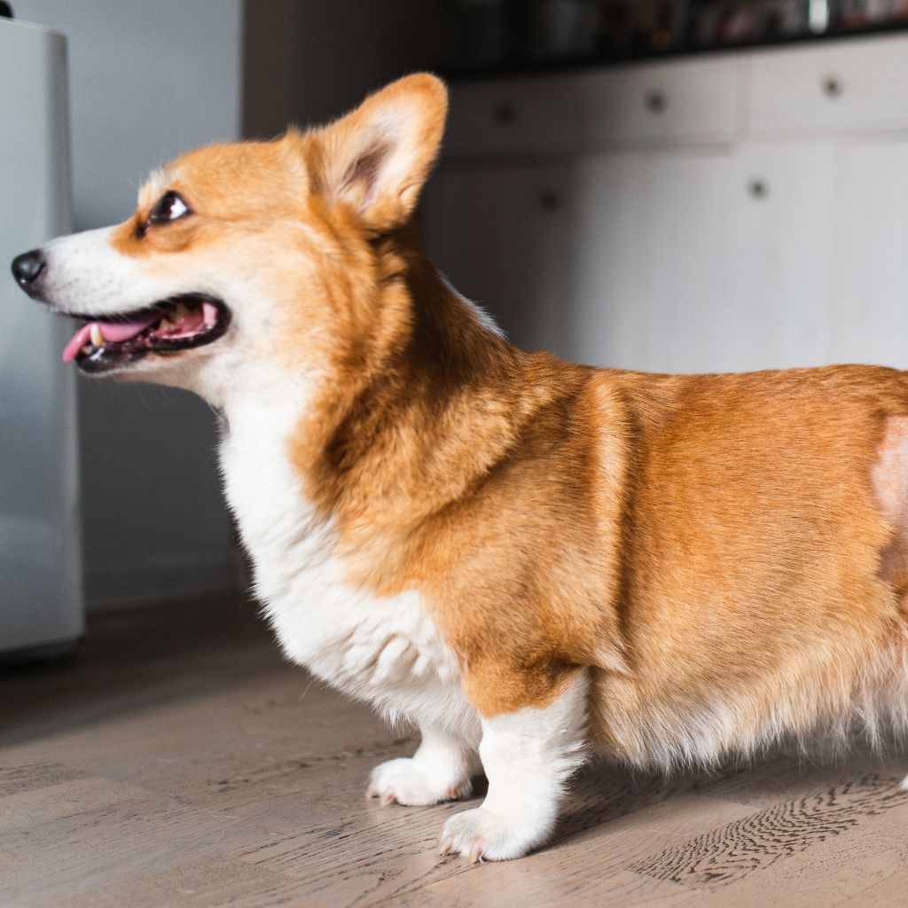 pet after surgery healing
