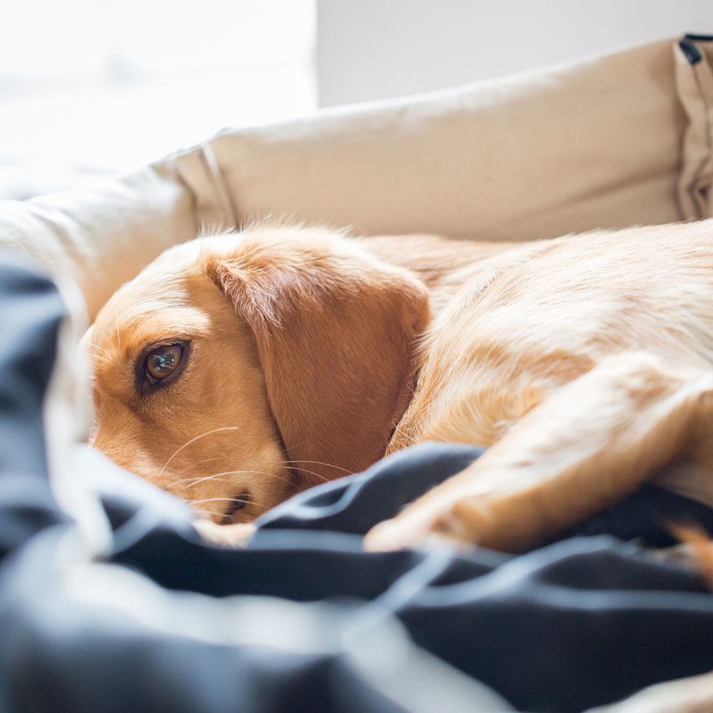 pet lying in bed