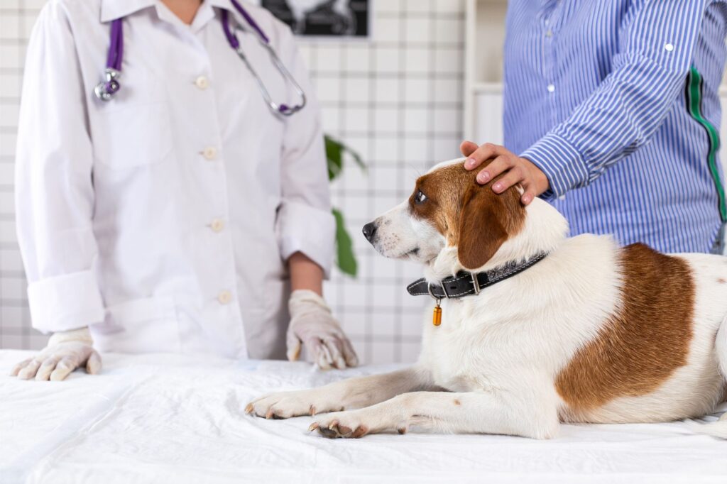 urgent care vet examining a dog