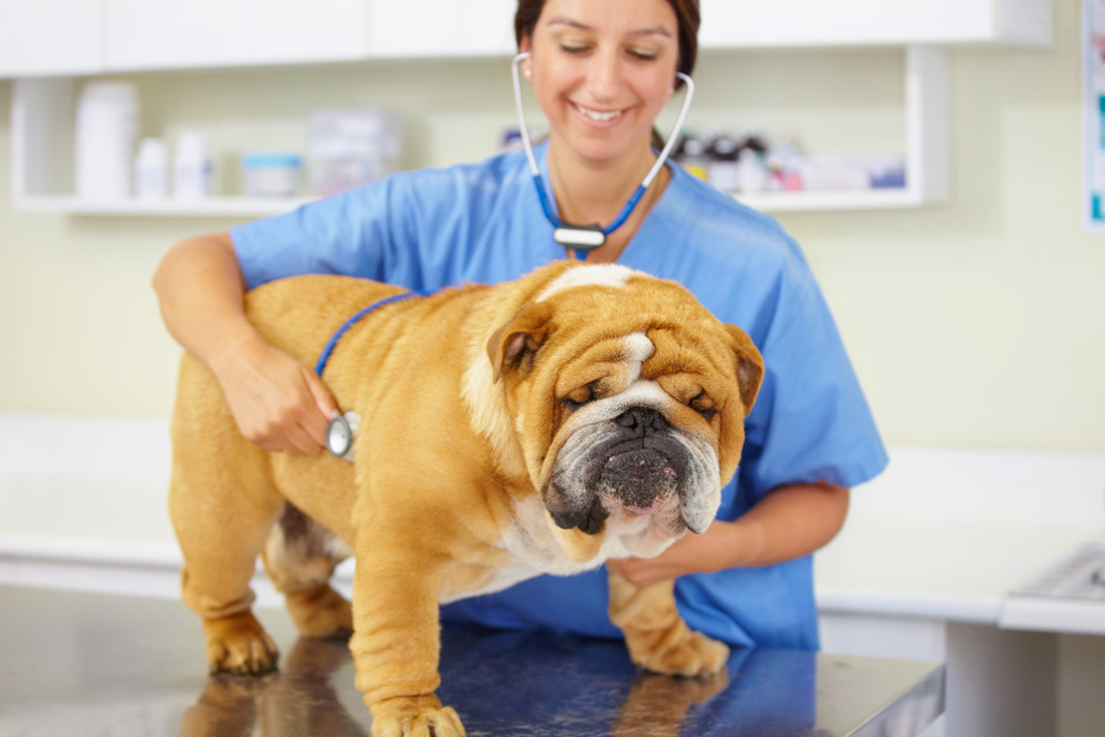 bulldog at animal healthcare clinic