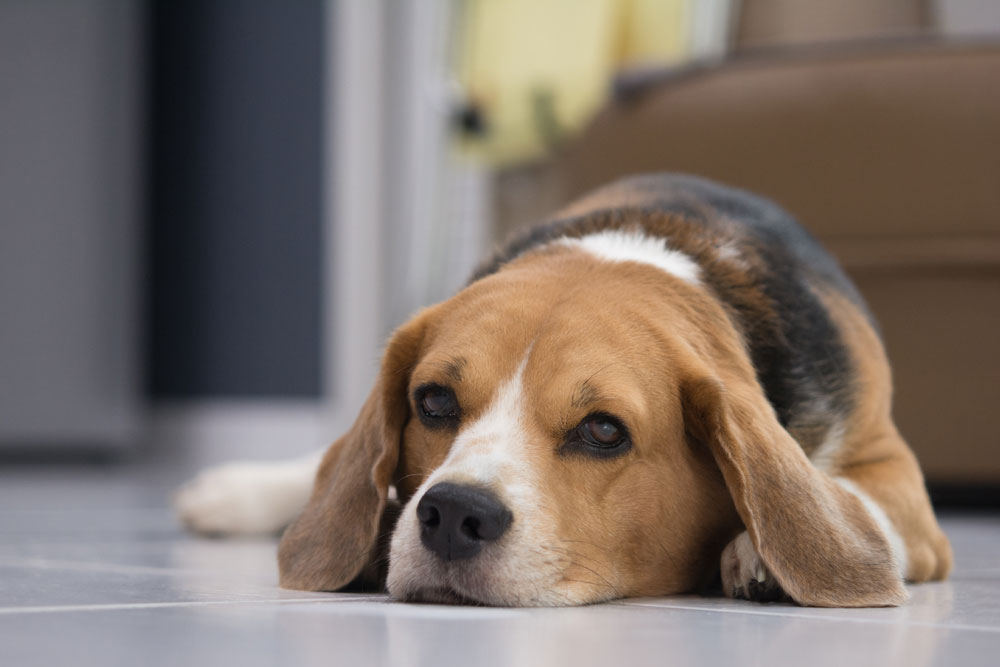 Beagle dog