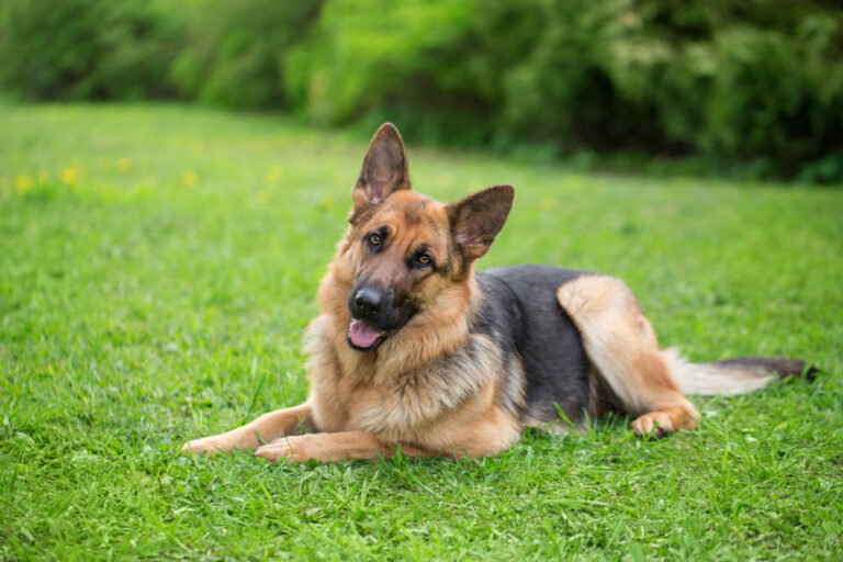 German shepherd