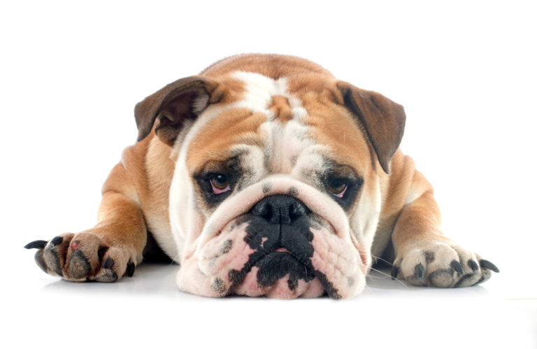 english bulldog in front of white background
