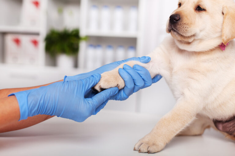 Reluctant labrador puppy dog being examined at the veterinary doctor office