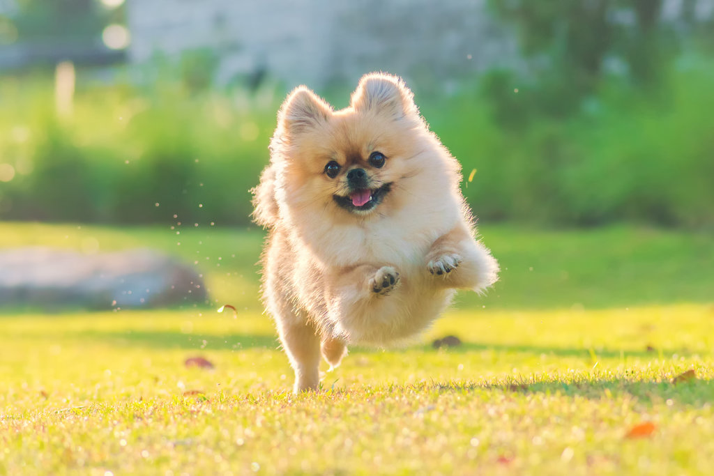 Cute puppies Pomeranian Mixed breed Pekingese dog run on the grass with happiness.