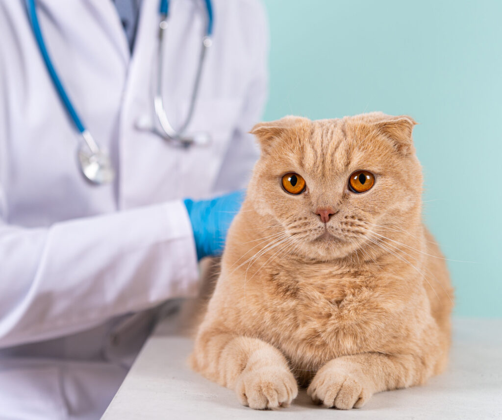 AdobeStock 606379053 scaled e1758037628983 - Broadway Veterinary Hospital