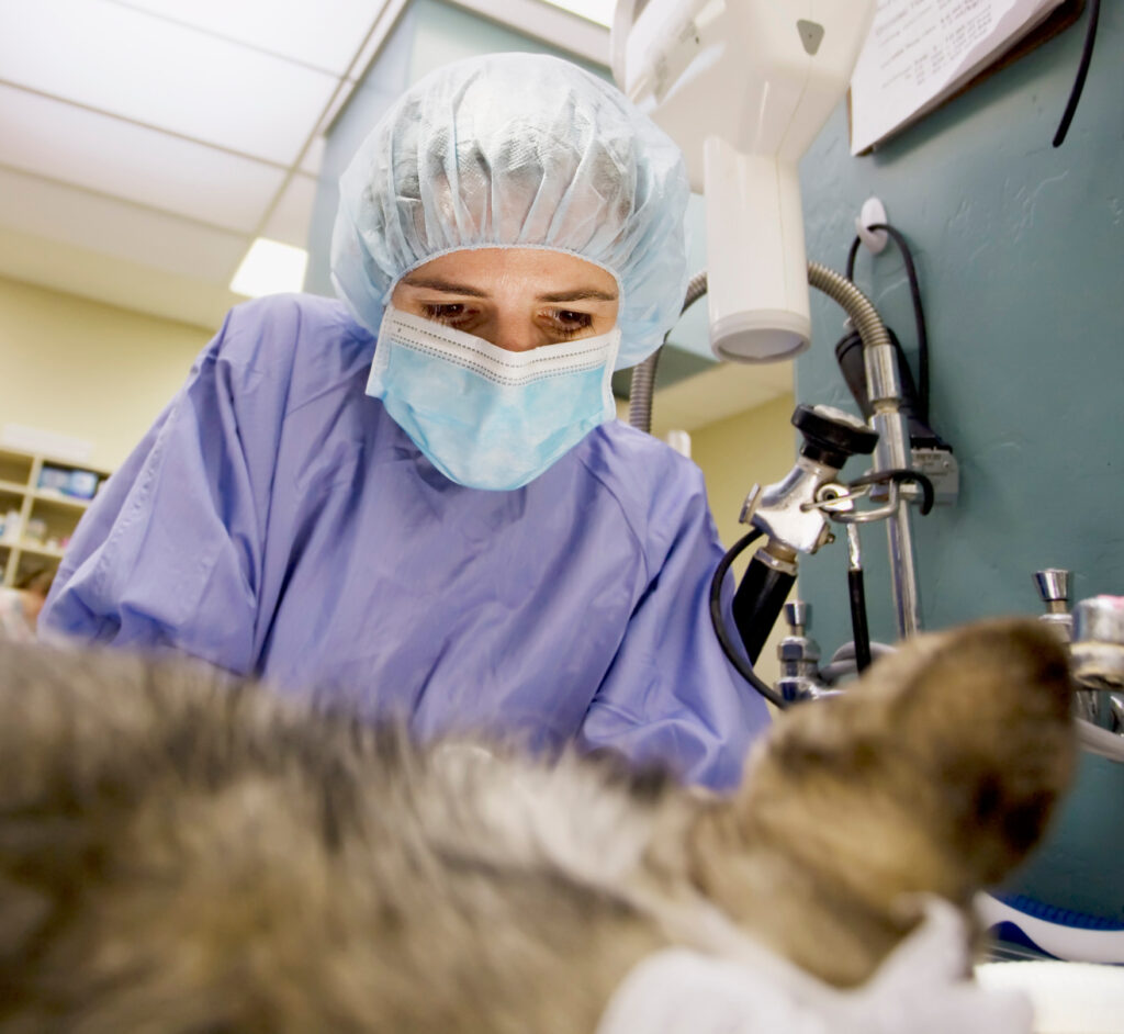 AdobeStock 9887140 e1758037472593 - Broadway Veterinary Hospital