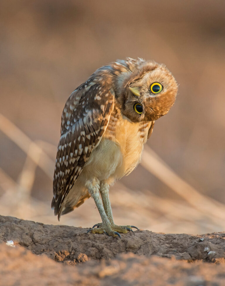 AdobeStock 321871633 - Broadway Veterinary Hospital