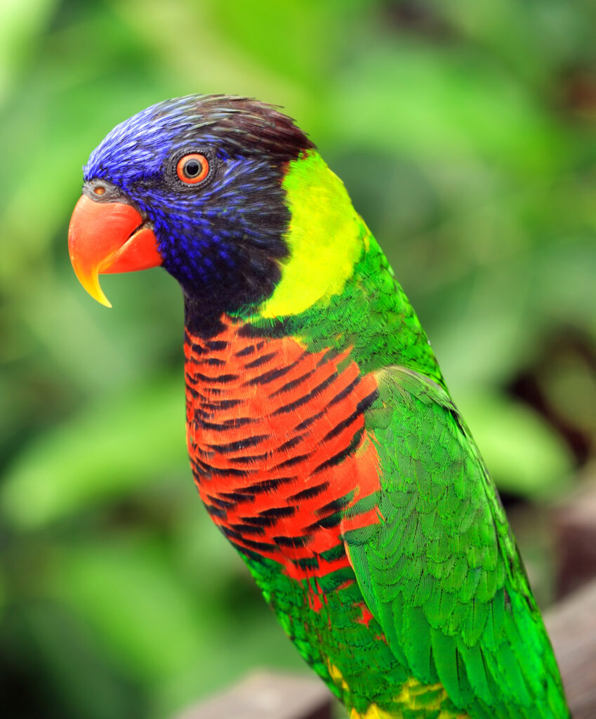 AdobeStock 343164157 - Broadway Veterinary Hospital