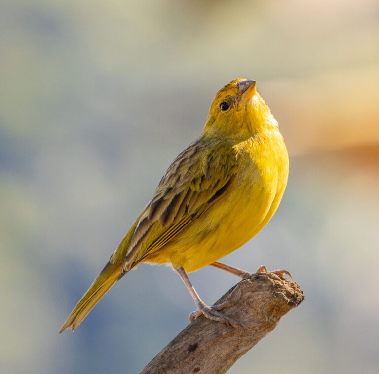 AdobeStock 473969455 scaled e1760789606457 - Broadway Veterinary Hospital