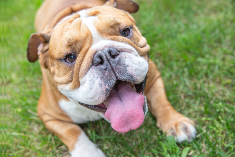 Cute portrait of beautiful smiling English bulldog with sticking out tongue lying on grass outdoors, selective focus. The breed of dog belongs to moloss group