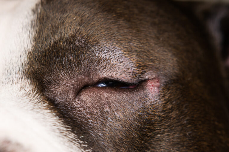 close-up photo of a dog with entropion