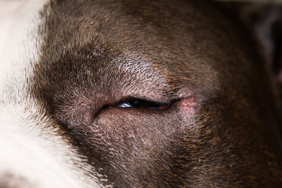 close-up photo of a dog with entropion