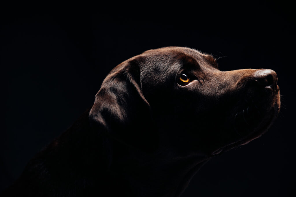 Beautiful dog isolated on black background