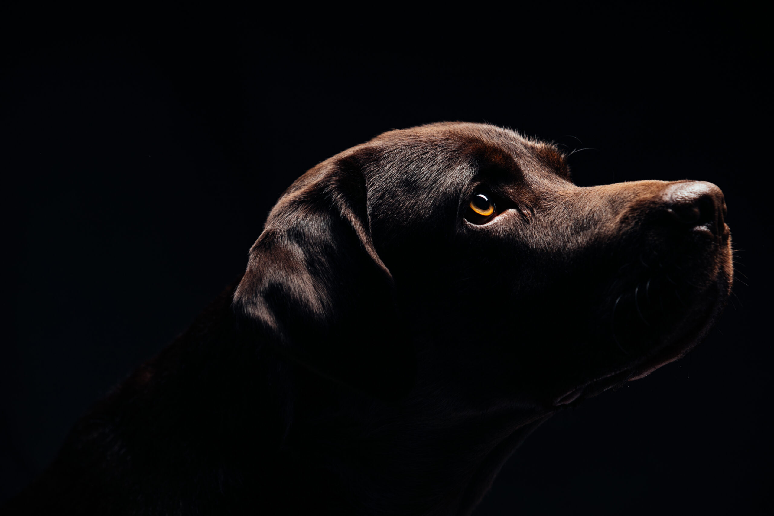 Beautiful dog isolated on black background