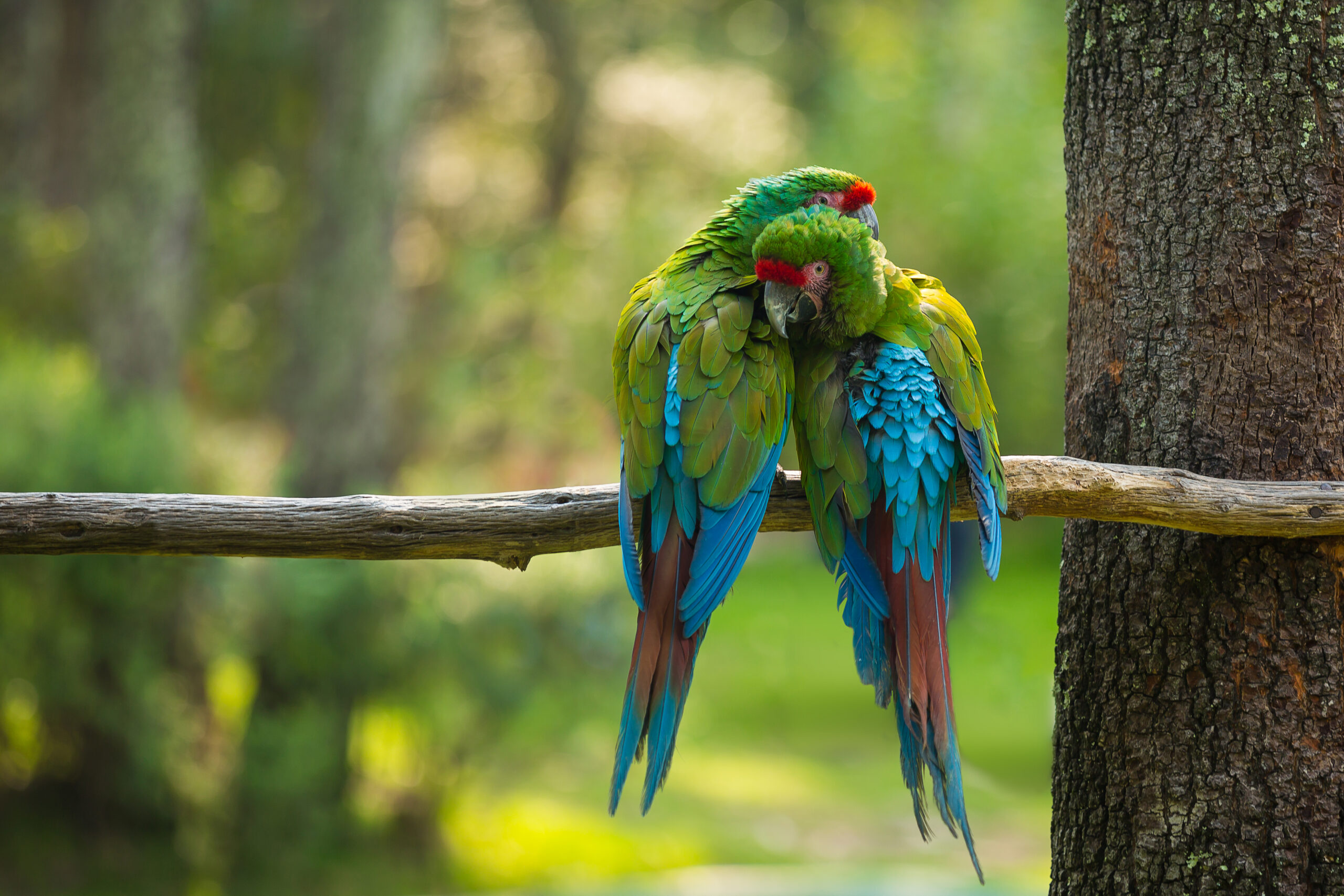 AdobeStock 224271598 scaled - Broadway Veterinary Hospital