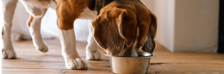 Beagle dog eating from a bowl indoors