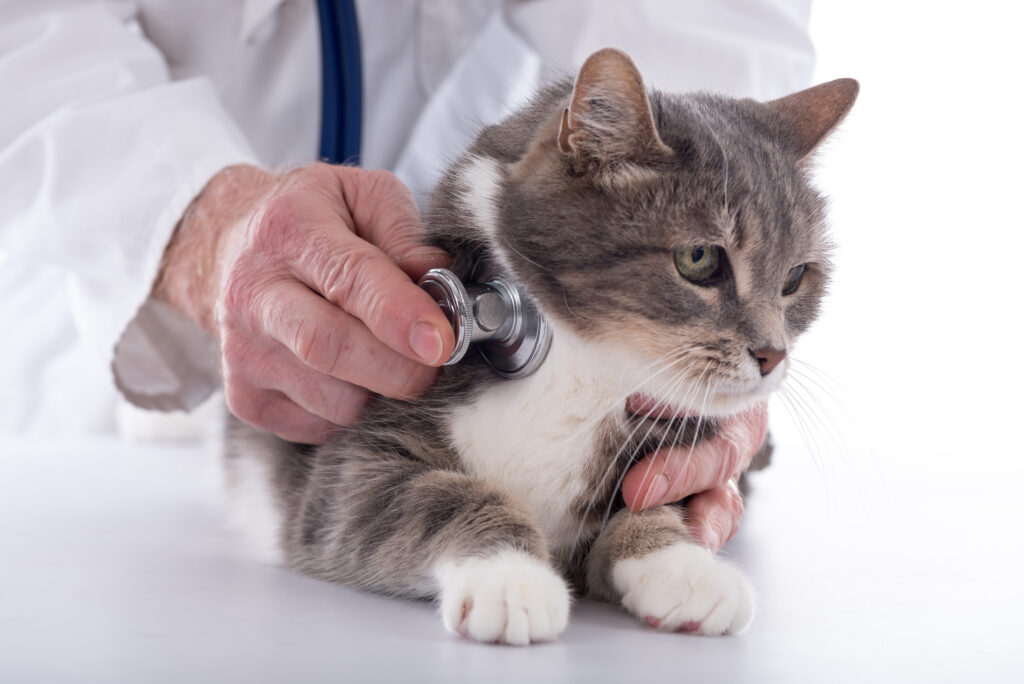 Veterinarian examining a cat with a stethoscope