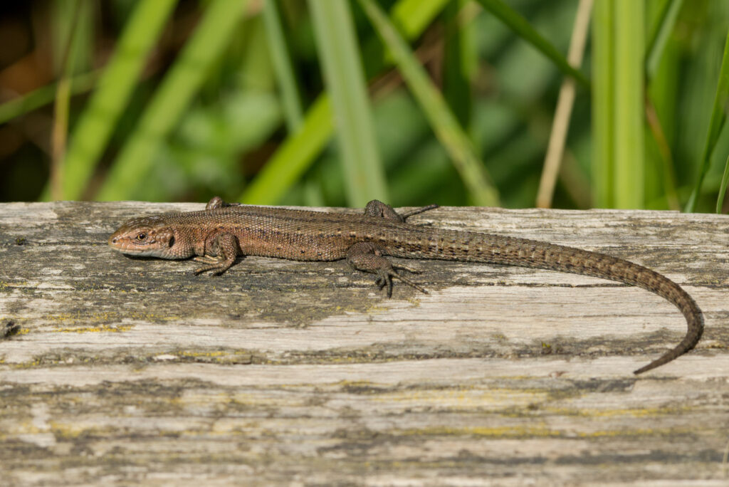 Common Lizard