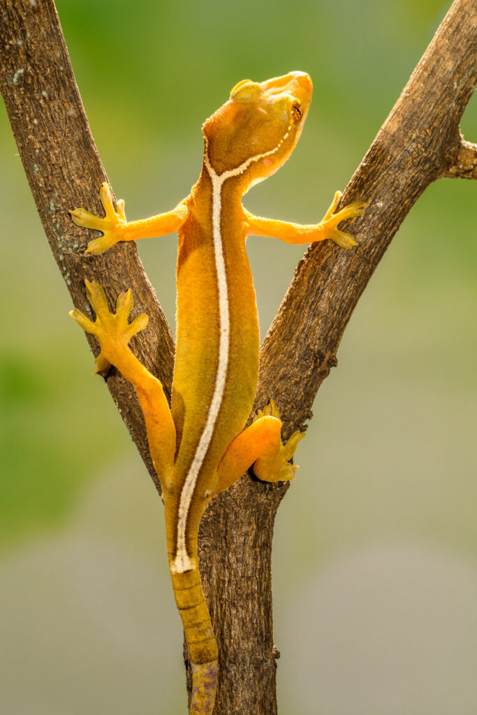 gekko vittatus