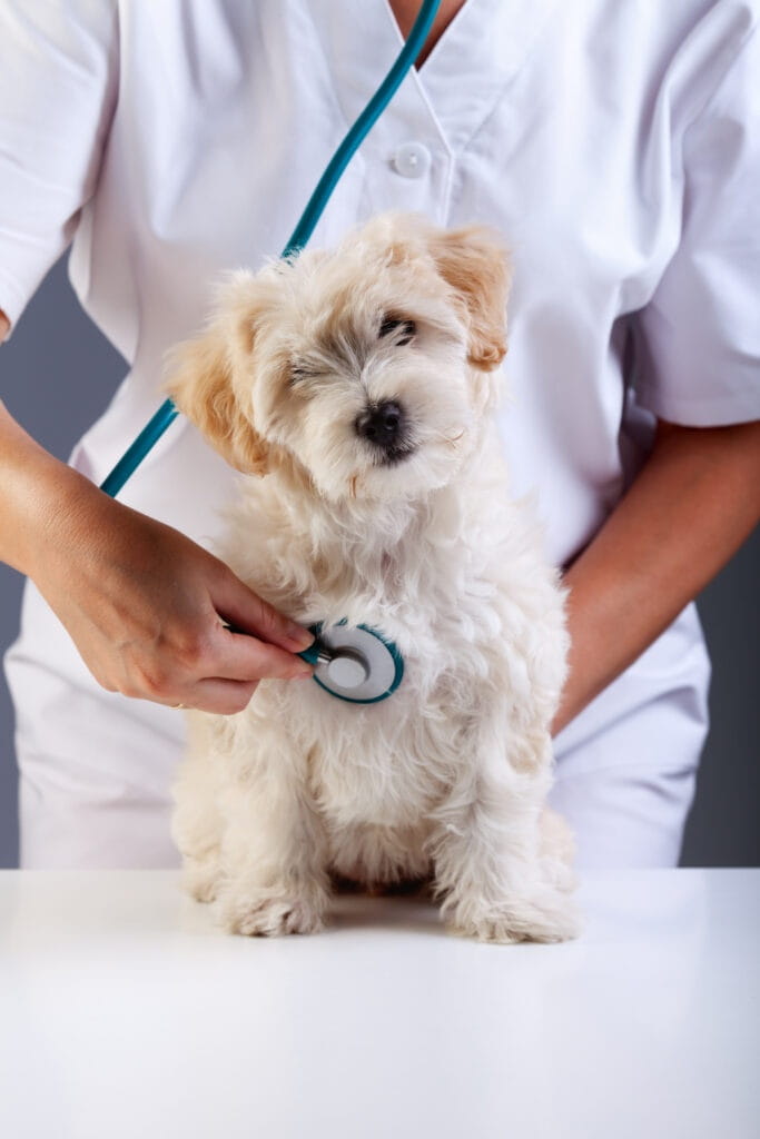 Litle fluffy dog at the veterinary checkup looking funny at you