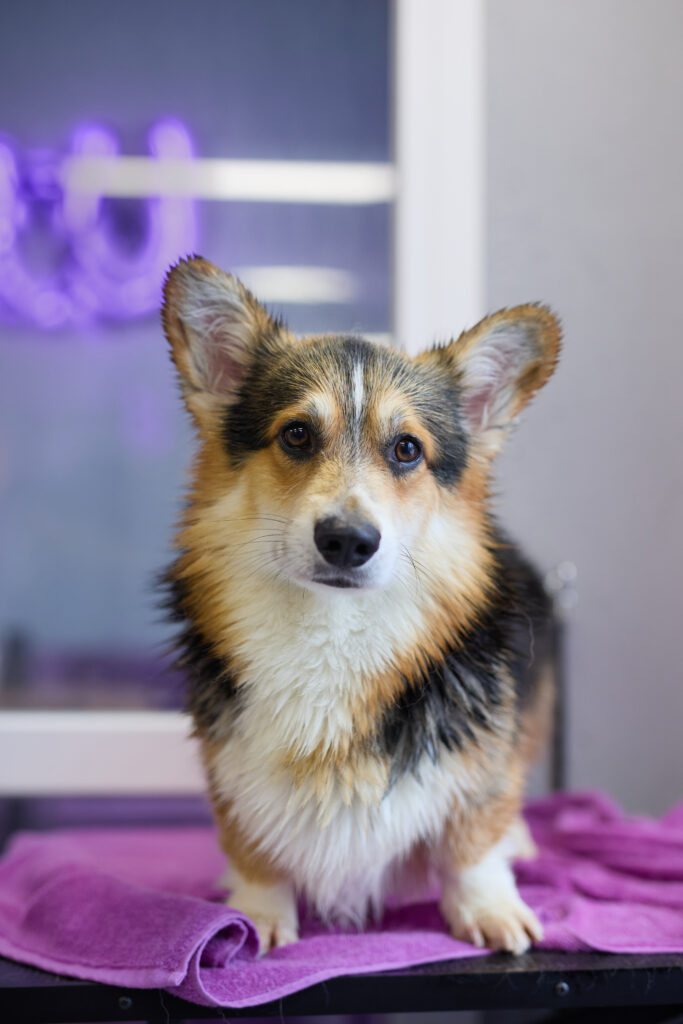 AdobeStock 683916913 - Broadway Veterinary Hospital