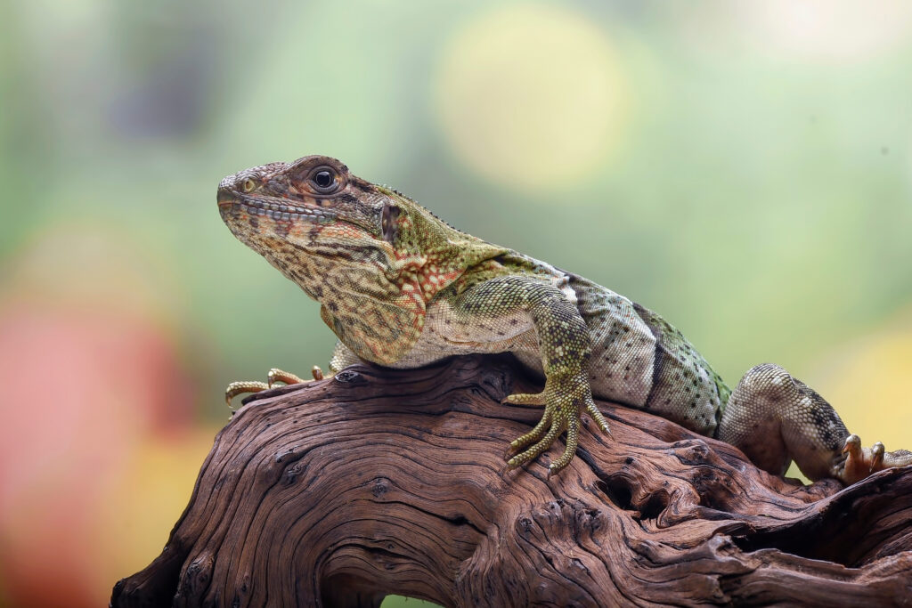 Spiny tailed iguana