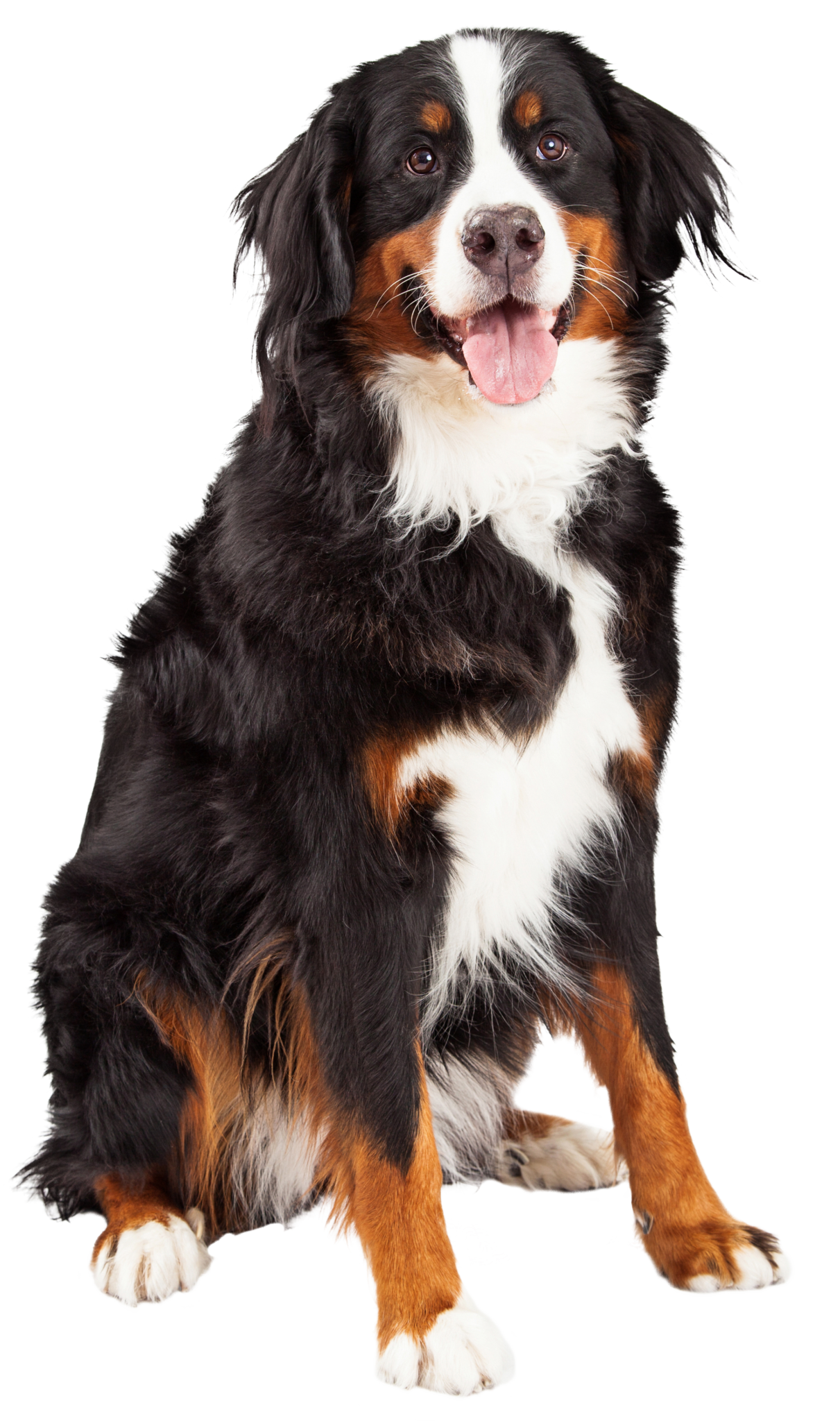 Bernese Mountain Dog Sitting