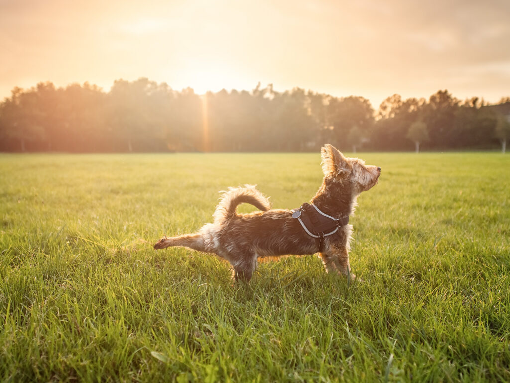 Yorkshire terrier stretching its hind leg outdoors at sunset