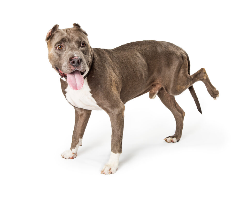 Dog resting outdoors with an injured hind leg