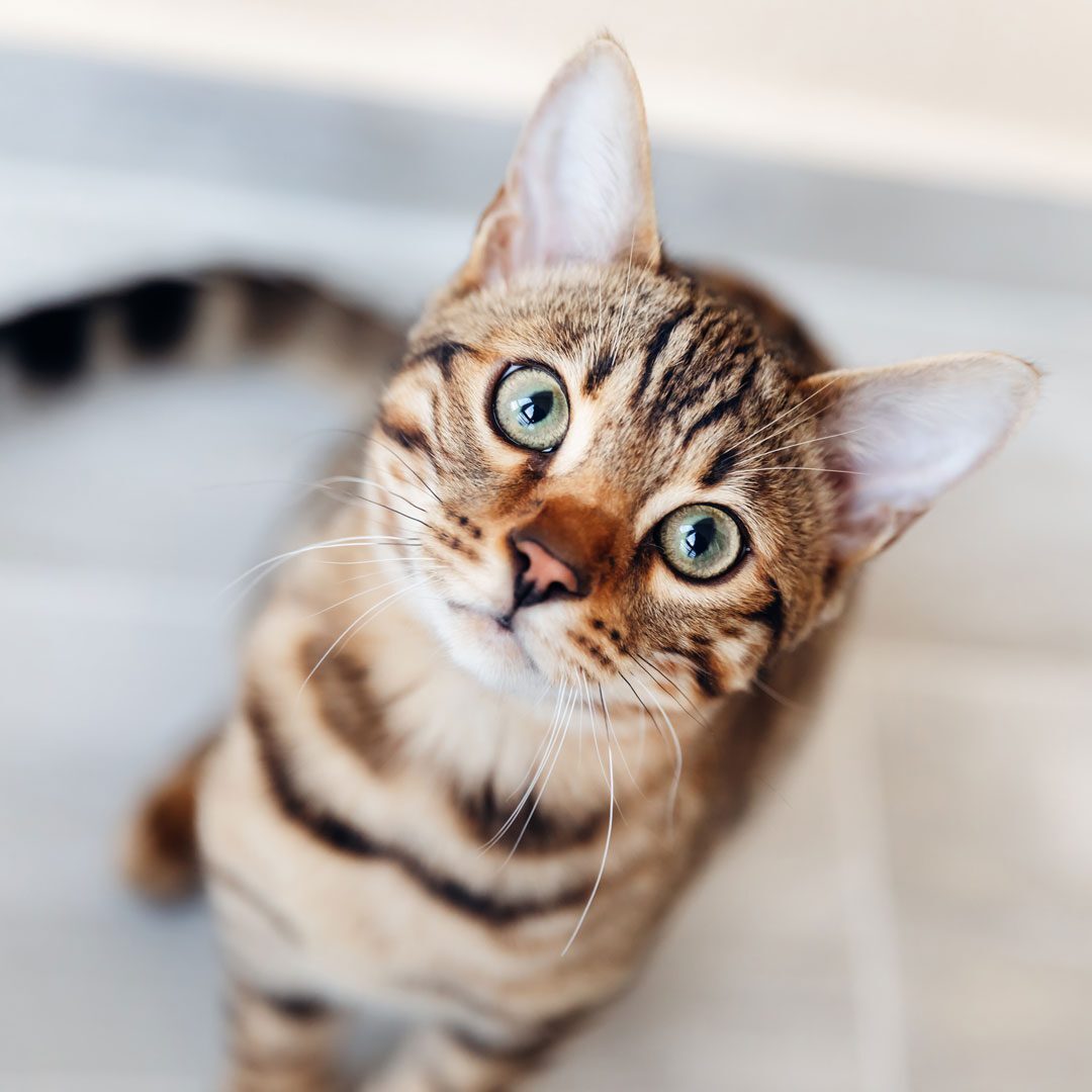close up of bengal cat sitting and looking up