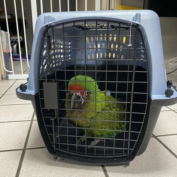 green and red parakeet sitting in a pet taxi