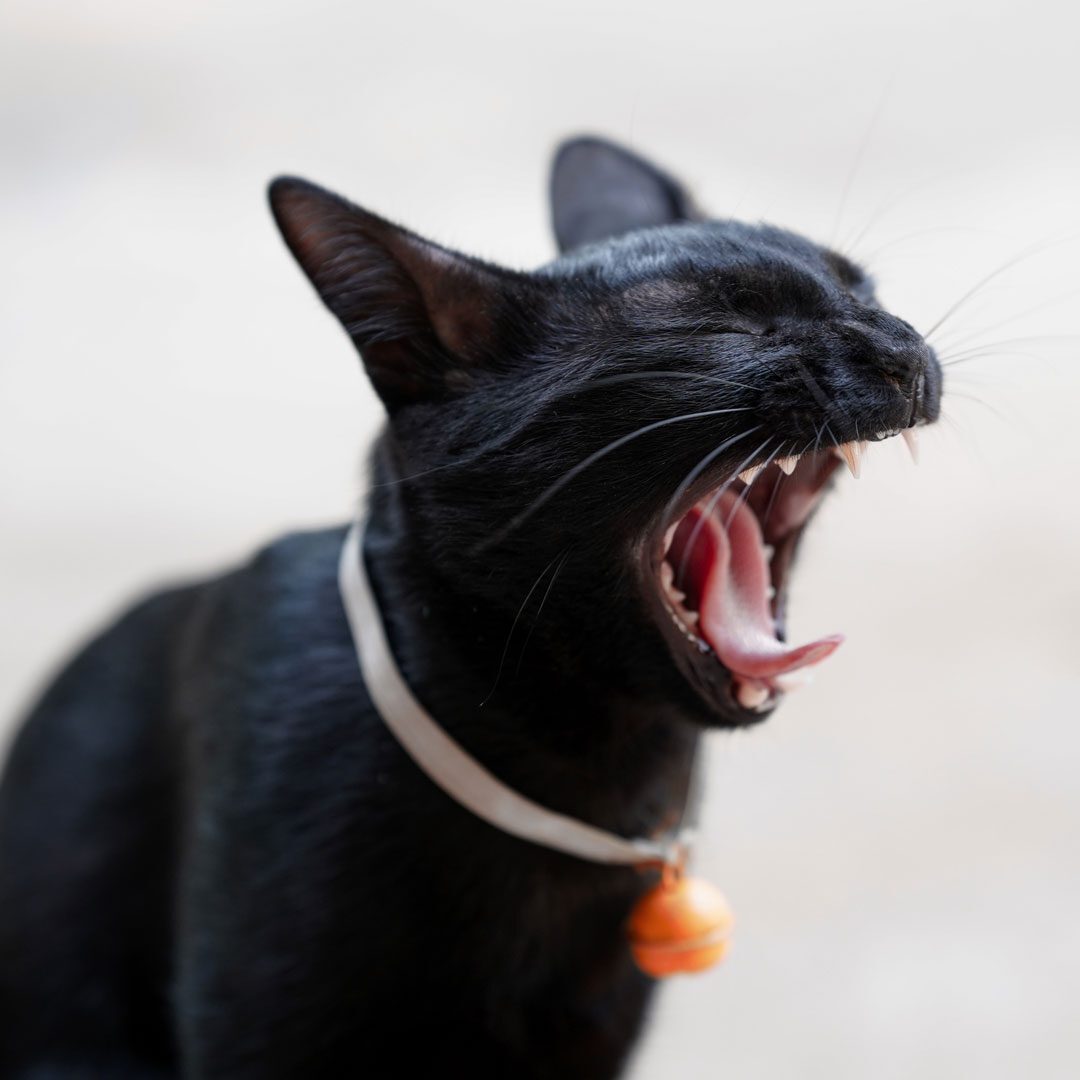 close up of cute black cat yawning revealing its teeth