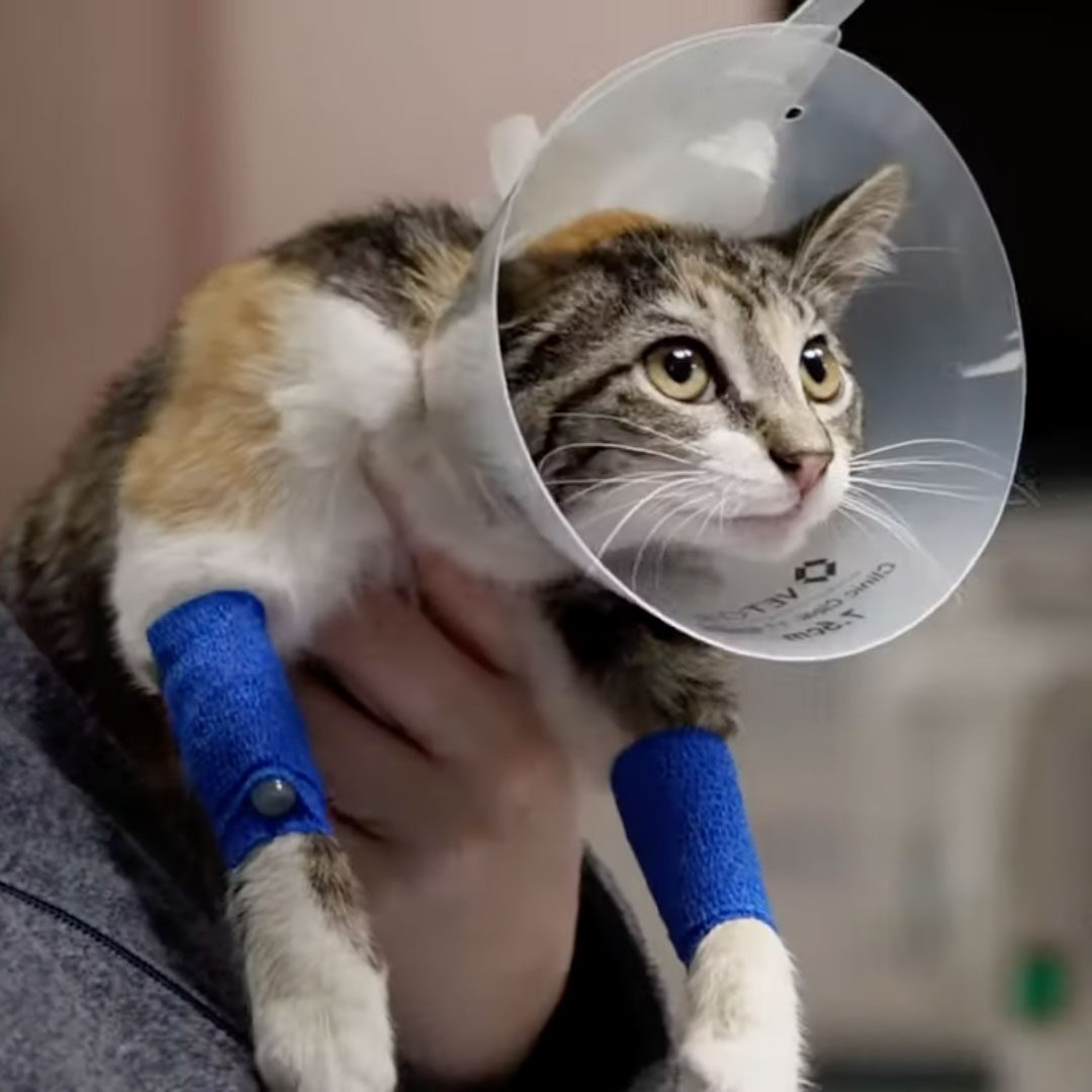 person holding a cat wearing a cone and bandages after surgery