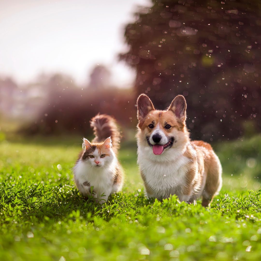 fluffy cat and corgi standing outside in the grass