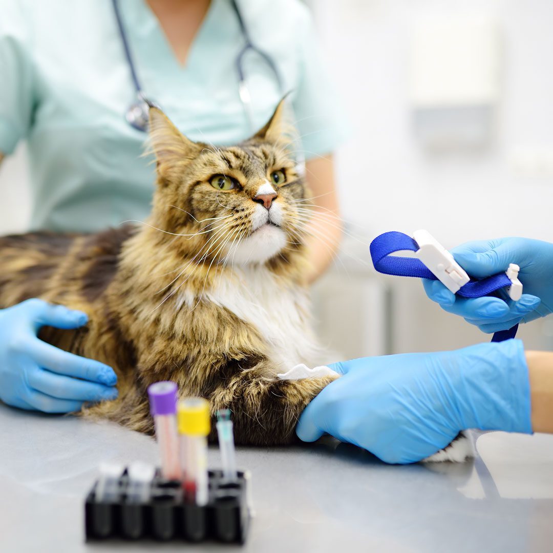 veterinarians taking blood sample from cat