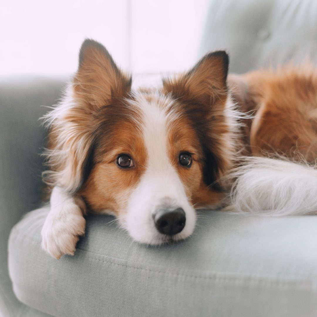 Collie dog laying on a gray sofa