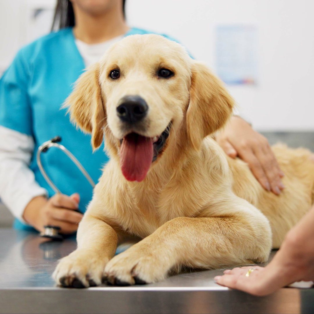 puppy laying on veterinary exam table