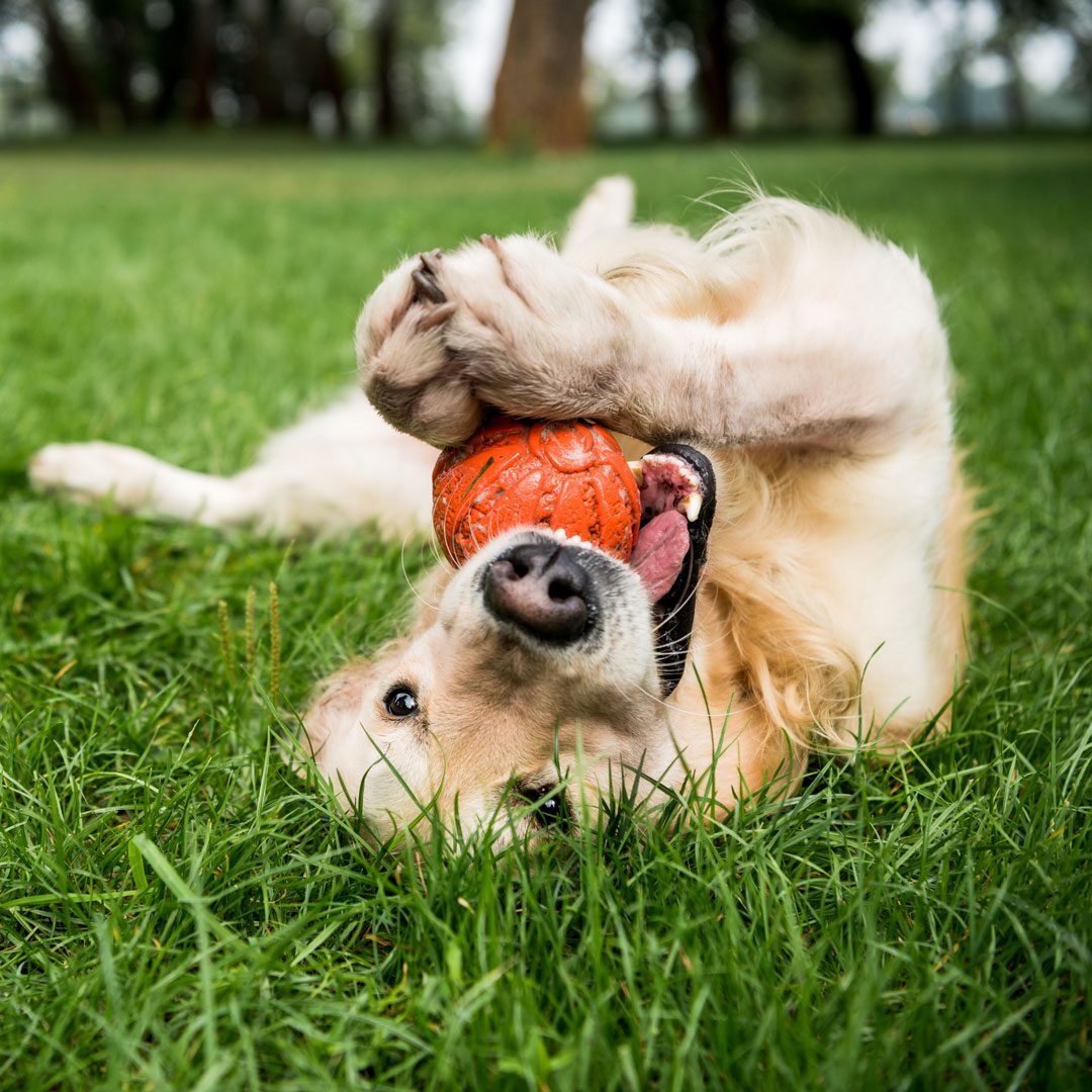 dog rolling in the grass playing with a chew toy