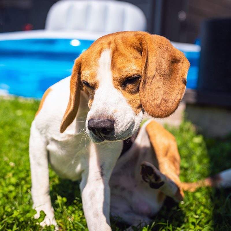 Beagle dog scratching himself in garden
