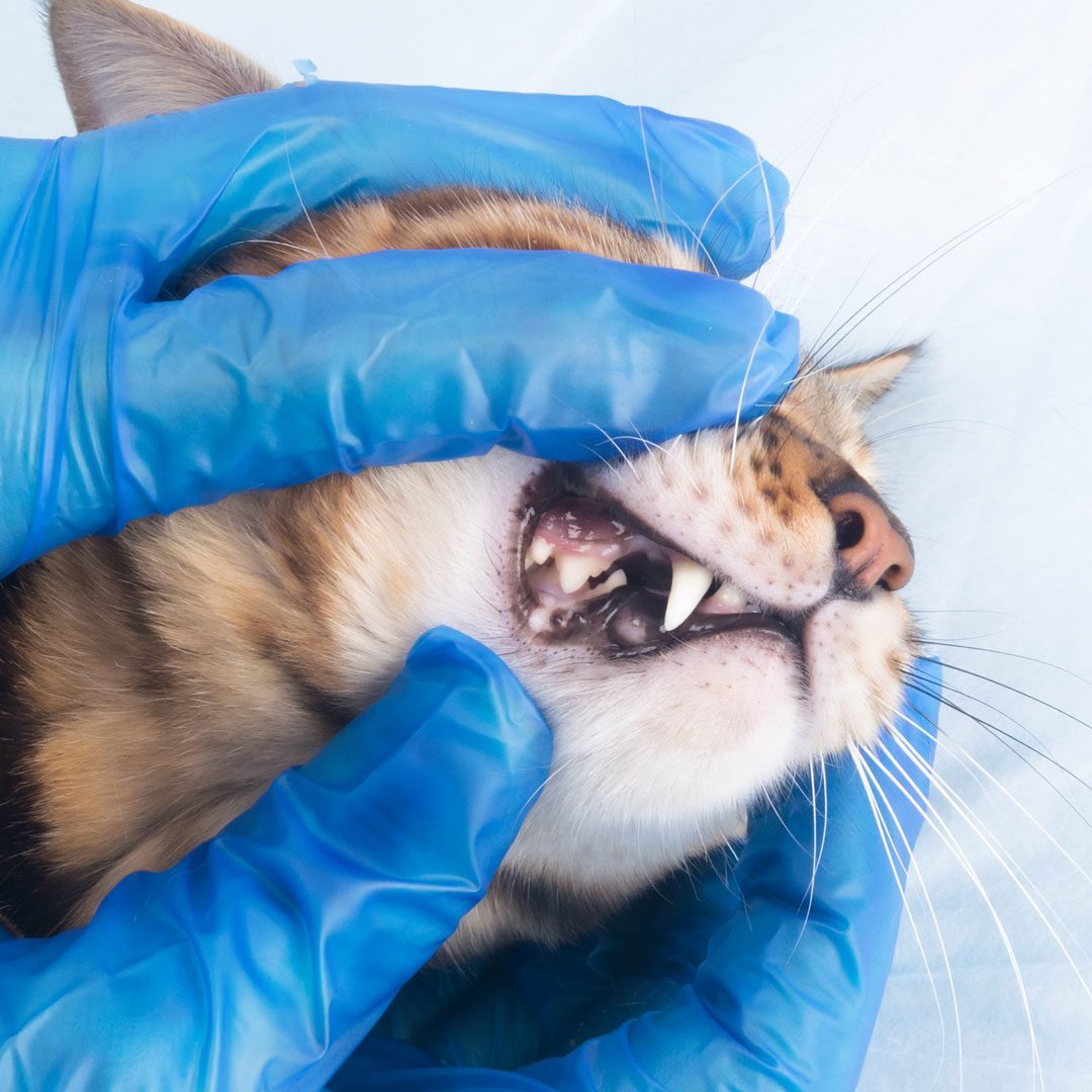 veterinarian wearing blue rubber gloves and looking at cat's teeth