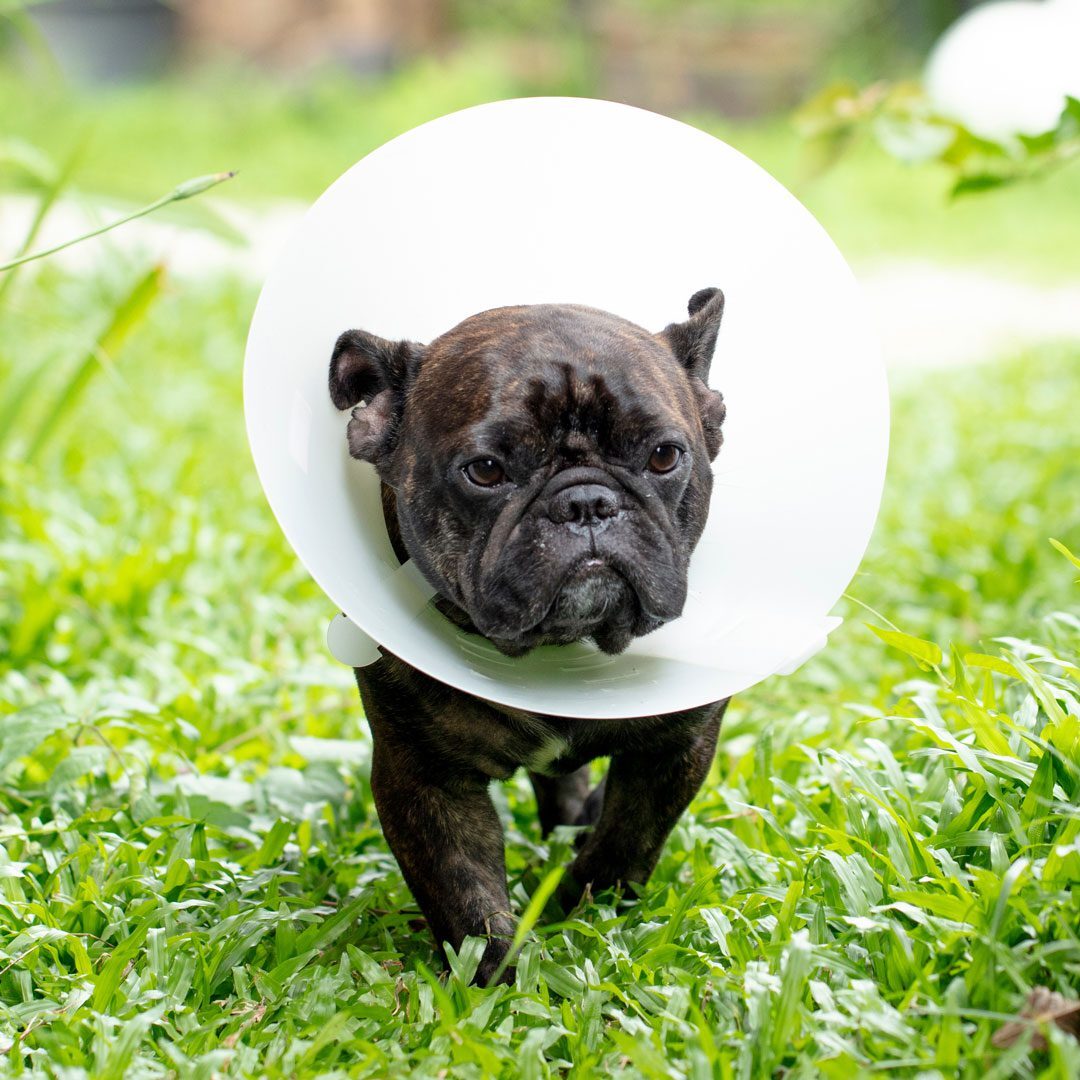 French bulldog puppy outside wearing a cone after surgery