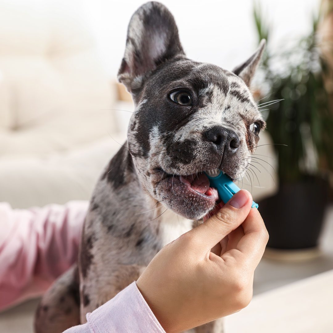 person brushing their French Bulldog's teeth at home