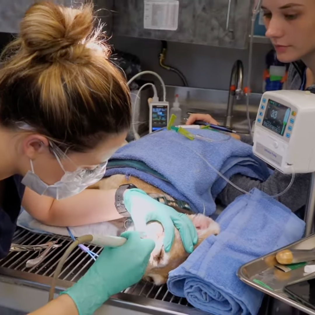 female veterinarian performing dental surgery on dog